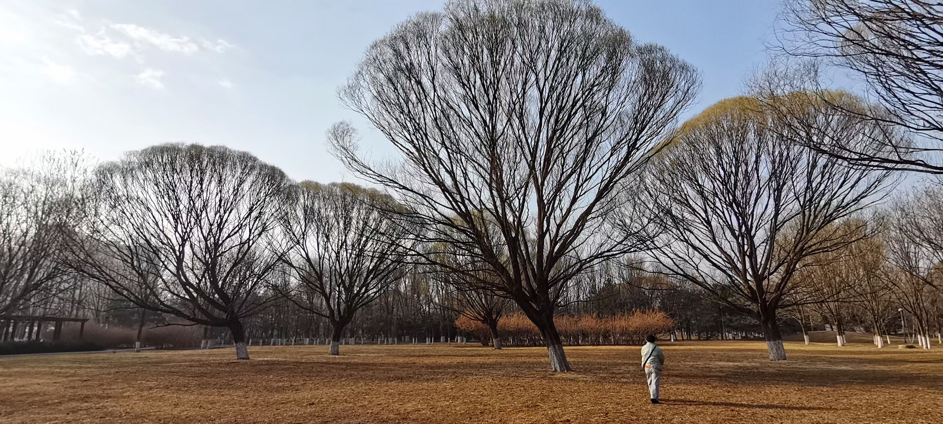 植物空间的场域关系案例.jpg