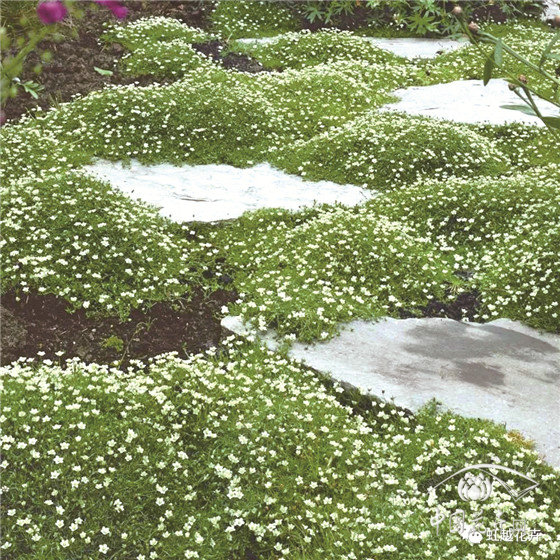 钻叶漆姑草：比苔藓更耐晒、耐旱、耐寒，冬天也能开整片小白花